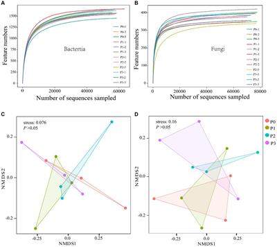 Phosphorus addition increases stability and complexity of co-occurrence network of soil microbes in an artificial Leymus chinensis grassland